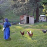 Forget free ranging! The chickens at the Novitiate follow Sister Alena hoping for a
treat Chickens stalk a postulant