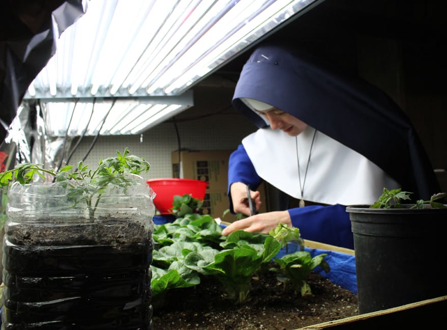 Winter gardening under grow lights. Sr. Therese Marie harvests home-grown romaine lettuce for the Sisters’ dinner.