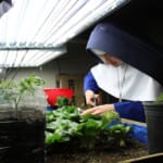 Winter gardening under grow lights. Sr. Therese Marie harvests home-grown romaine lettuce for the Sisters’ dinner. Winter gardening under grow lights. Sr. Therese Marie harvests home-grown romaine lettuce for the Sisters’ dinner.