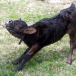 Stubborn little heifer