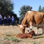 Birth of the new novitiate calf