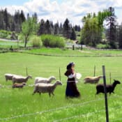 Walking with the Good Shepherd... The Novitiate farm was nursery to thirteen lambs this spring, more than doubling the size of the flock within a few days.